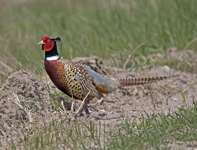 Ring-necked Pheasant